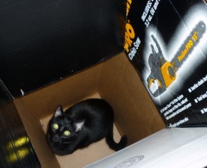 Said cat.